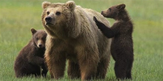 L’orsa Danza e i suoi cuccioli