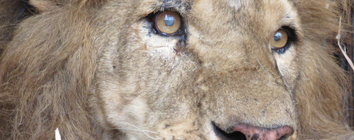 Dai circhi lager al Sudafrica: la nuova vita di 33 leoni