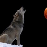 Perché ho firmato contro la caccia al lupo