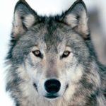 Caccia al lupo: è ancora allarme