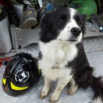 Addio a Camilla, coraggiosa cane-pompiere
