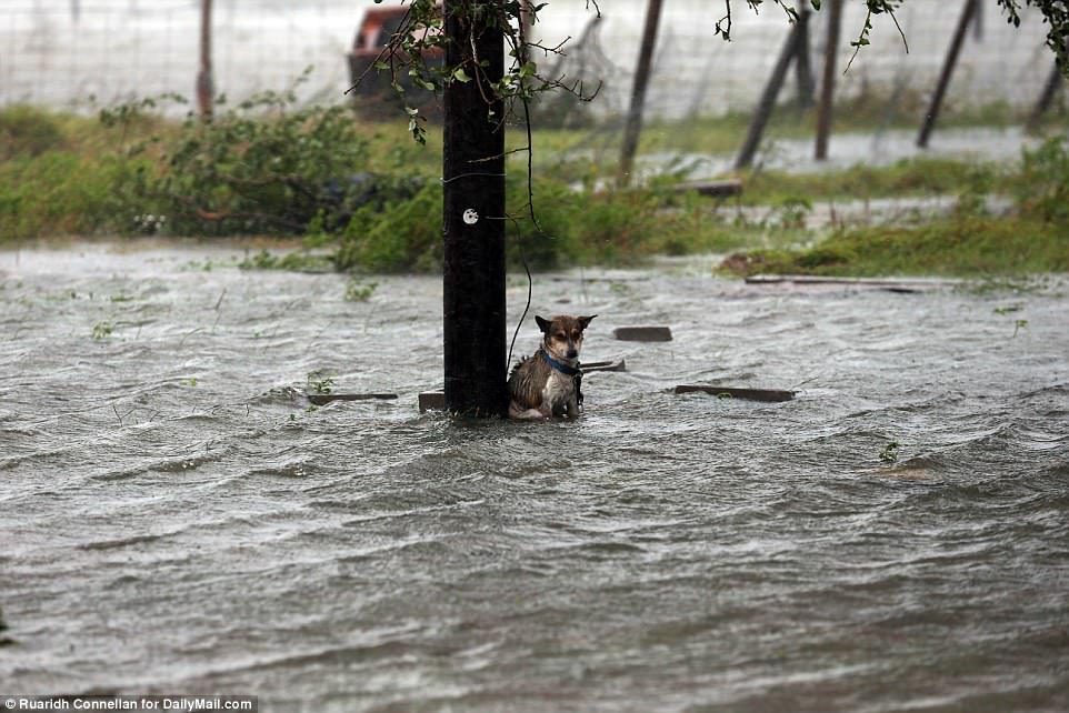 cane uragano Harvey vitoria texas