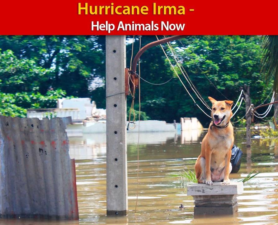 animali uragano Irma