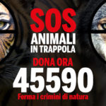 “Sos Animali In Trappola”. Il Wwf chiede aiuto per fermare i crimini di natura